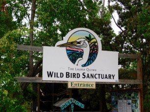 Wild-Birds-Rehabilitation-Center-Tavernier-Floride-8035
