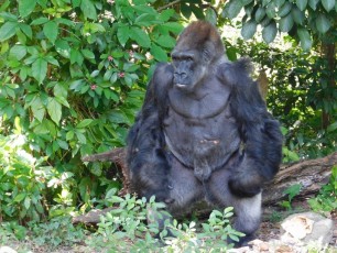 "King", le gorille de Monkey Jungle (à Homestead, au sud de Miami)