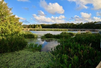 Green-cay-wetlands-parc-boynton-beach-Floride-3237