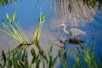 Green-cay-wetlands-parc-boynton-beach-Floride-3253