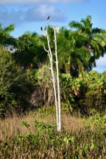 Green-cay-wetlands-parc-boynton-beach-Floride-3265