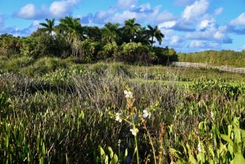 Green-cay-wetlands-parc-boynton-beach-Floride-3274