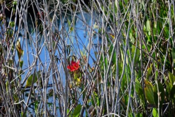 Green-cay-wetlands-parc-boynton-beach-Floride-3275