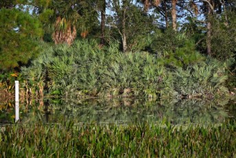 Green-cay-wetlands-parc-boynton-beach-Floride-3293
