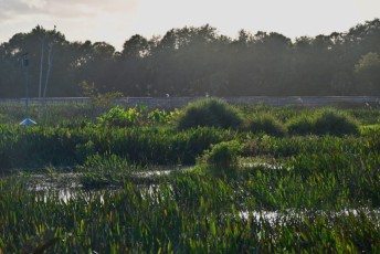 Green-cay-wetlands-parc-boynton-beach-Floride-3303