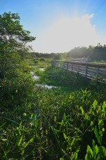Green-cay-wetlands-parc-boynton-beach-Floride-3310
