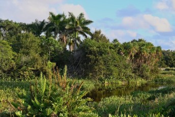 Green-cay-wetlands-parc-boynton-beach-Floride-3313