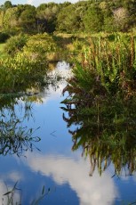 Green-cay-wetlands-parc-boynton-beach-Floride-3334