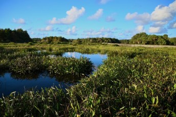 Green-cay-wetlands-parc-boynton-beach-Floride-3336