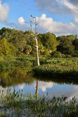 Green-cay-wetlands-parc-boynton-beach-Floride-3340