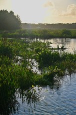 Green-cay-wetlands-parc-boynton-beach-Floride-3358