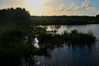 Green-cay-wetlands-parc-boynton-beach-Floride-3360