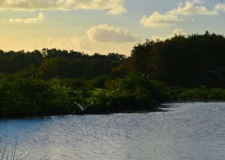 Green-cay-wetlands-parc-boynton-beach-Floride-3373