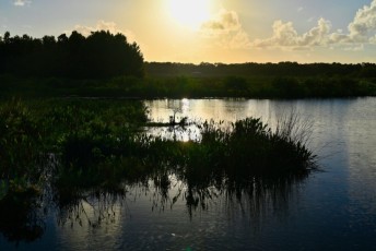 Green-cay-wetlands-parc-boynton-beach-Floride-3379
