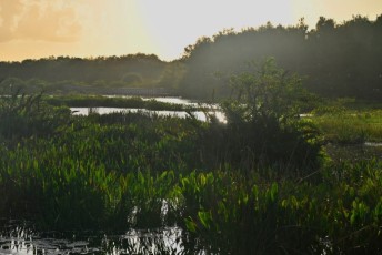 Green-cay-wetlands-parc-boynton-beach-Floride-3388
