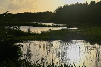Green-cay-wetlands-parc-boynton-beach-Floride-3395