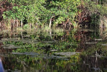 Green-cay-wetlands-parc-boynton-beach-Floride-3402