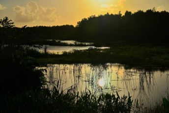 Green-cay-wetlands-parc-boynton-beach-Floride-3404