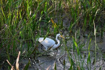Green-cay-wetlands-parc-boynton-beach-Floride-3405