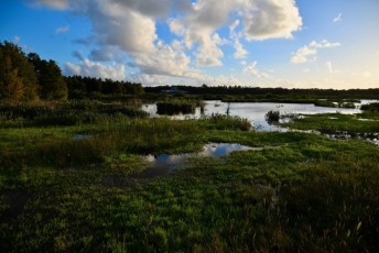 Green-cay-wetlands-parc-boynton-beach-Floride-3411