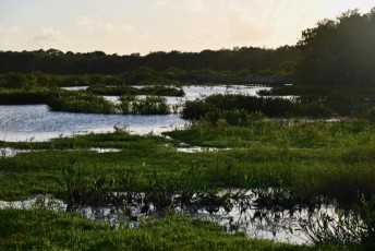 Green-cay-wetlands-parc-boynton-beach-Floride-3412