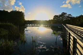 Green-cay-wetlands-parc-boynton-beach-Floride-3460