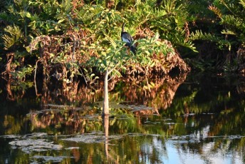 Green-cay-wetlands-parc-boynton-beach-Floride-3532