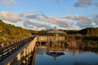 Green-cay-wetlands-parc-boynton-beach-Floride-3557