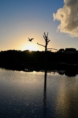 Green-cay-wetlands-parc-boynton-beach-Floride-3569