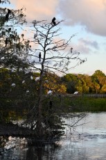 Green-cay-wetlands-parc-boynton-beach-Floride-3584