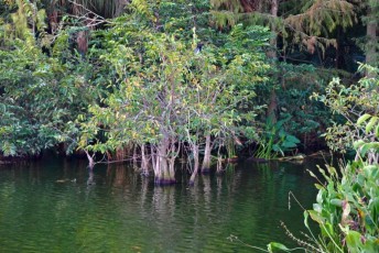 Green-cay-wetlands-parc-boynton-beach-Floride-3615