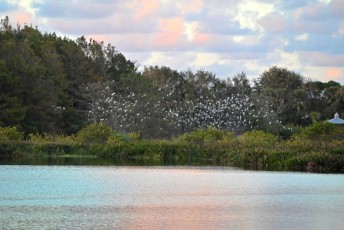 Green-cay-wetlands-parc-boynton-beach-Floride-3617