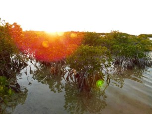 Coucher de soleil sur Big Pine Key (Keys de Floride)