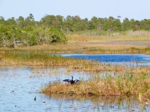 Savannas-Preserve-State-Park-port-st-lucie-Floride-9039