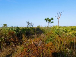 Savannas-Preserve-State-Park-port-st-lucie-Floride-9058