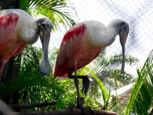 Palm-Beach-Zoo-5644