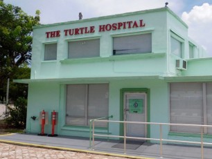 tortues-Turtle-hospital-Marathon-Keys-Floride5371