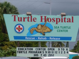tortues-Turtle-hospital-Marathon-Keys-Floride5372