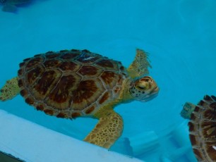 tortues-Turtle-hospital-Marathon-Keys-Floride5378