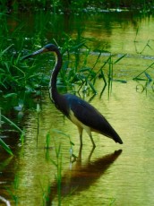Bird-Rookery-Swamp-Trails-Naples-Floride-8112