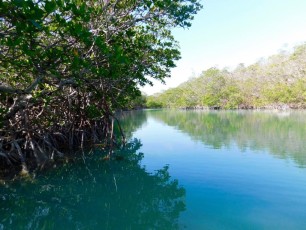 Mangrove-Islamorada-Keys-de-Floride-4305