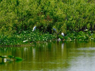 Oiseaux sur le Lake Okeechobee à Moore Haven en Floride