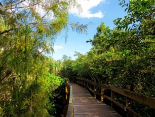 Boca-Raton-Daggerwing-Nature-Center-parc-1120