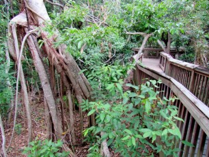 Gumbo-Limbo-Nature-Center-tortues-Boca-Raton-1338