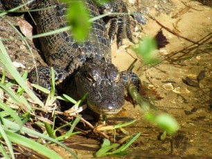 Bébé alligator au Babcock Ranch Preserve, à Punta Gorda en Floride