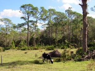 Babcock-Ranch-preserve-Floride3192