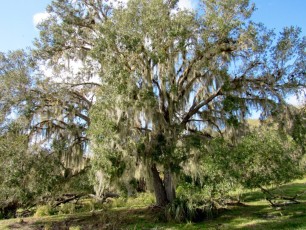 Babcock-Ranch-preserve-Floride3316