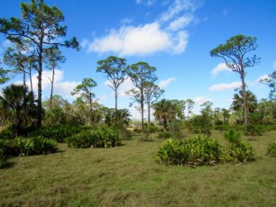 Babcock Ranch Preserve, à Punta Gorda en Floride