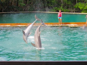 Le spectacle de dauphins "Flipper" au Miami Seaquarium