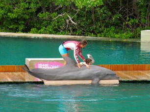 Le spectacle de dauphins "Flipper" au Miami Seaquarium